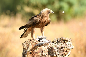 aguila calzada con presa en primavera en el bosque