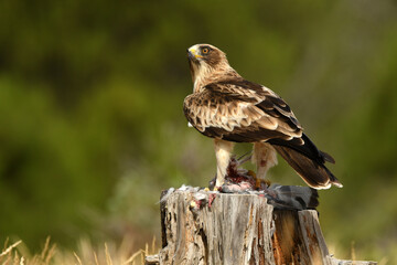 aguila calzada con presa en primavera en el bosque