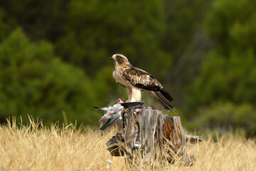 aguila calzada con presa en primavera en el bosque