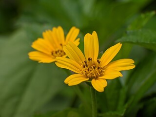 wedelia flowers with blur background