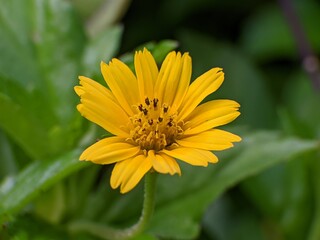 wedelia flowers with blur background