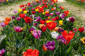 field of red, orange and purple tulips