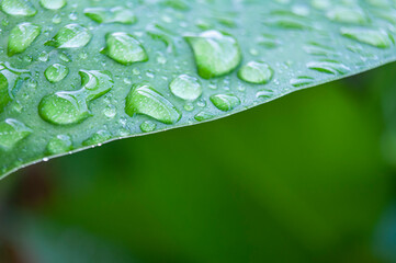 Close up of beautiful water drops on leaf after rainy.