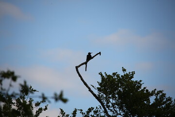 Black woodpecker on a tree