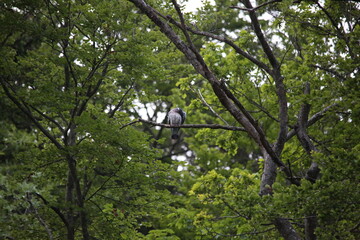 common wood pigeon sitting on a branch