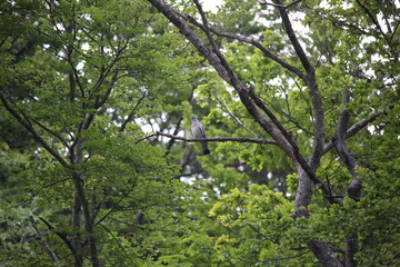 common wood pigeon sitting on a branch