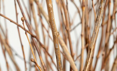  Brown Stems of Dried Flower Bundle, Close-up Photograph
