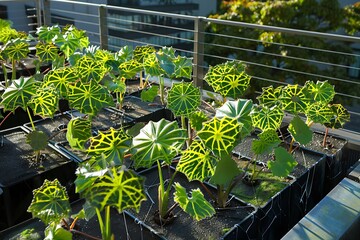 A rooftop garden with plants that have geometric leaves