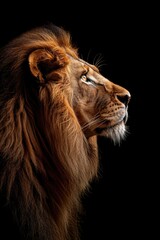 Fototapeta premium A close-up shot of a lion's face on a black background, great for use in designs and compositions where a bold, majestic animal is needed