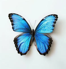  Vivid Blue Morpho Butterfly on White Background