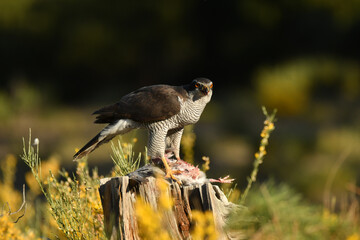 azor en el bosque con una presa