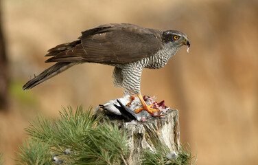 azor en el bosque con una presa