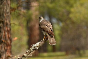 azor en el bosque con una presa