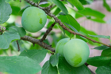 Close up of ripe greengage plums, variety 