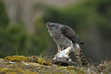 azor en el bosque con una presa