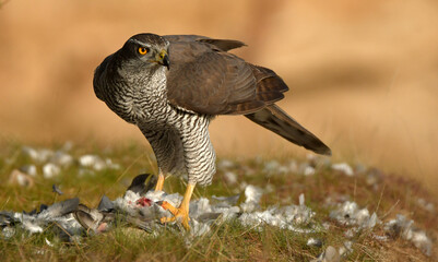 azor en el bosque con una presa