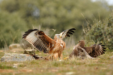 Rapaces con presas en la sierra abulense