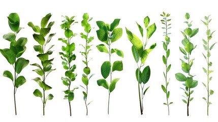 A selection of green plants on a white surface