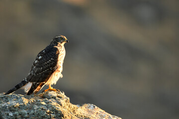 azor en el bosque con una presa