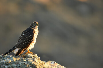 azor en el bosque con una presa