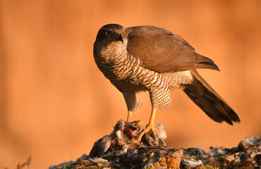azor en el bosque con una presa