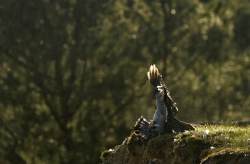 azor en el bosque con una presa