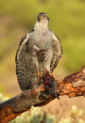 azor en el bosque con una presa
