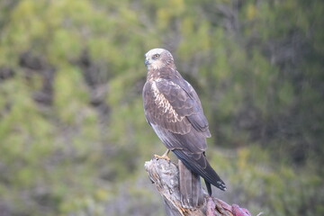 aguila lagunero en el bosque