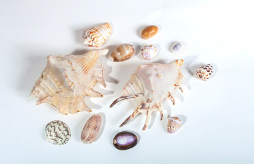 Obraz premium various sea animal shells isolated on a white background, shellfish, their interesting shapes and colors make them often used as decorations