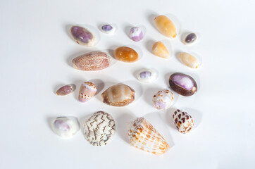 various sea animal shells isolated on a white background, shellfish, their interesting shapes and colors make them often used as decorations