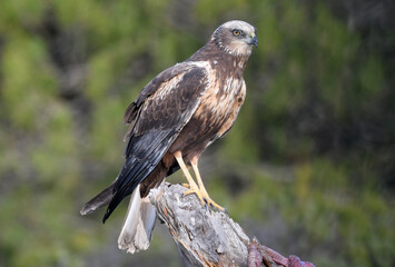 aguila lagunero en el bosque