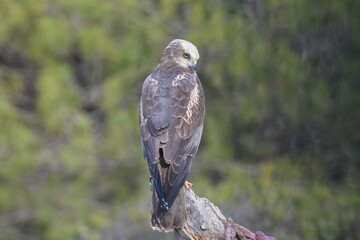 aguila lagunero en el bosque
