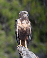 aguila lagunero en el bosque