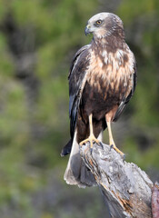 aguila lagunero en el bosque