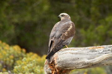 Aguila lagunero macho en su atalaya en el bosque