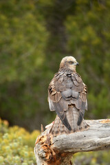 Aguila lagunero macho en su atalaya en el bosque