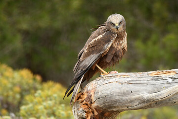 Aguila lagunero macho en su atalaya en el bosque