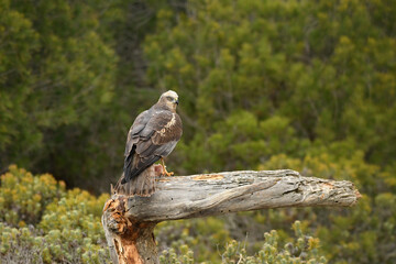 Aguila lagunero macho en su atalaya en el bosque