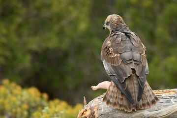 Aguila lagunero macho en su atalaya en el bosque
