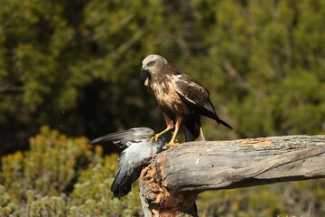 Aguila lagunero macho en su atalaya en el bosque