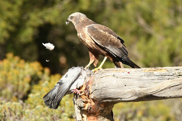 el aguila lagunero en el bosque mediterráneo