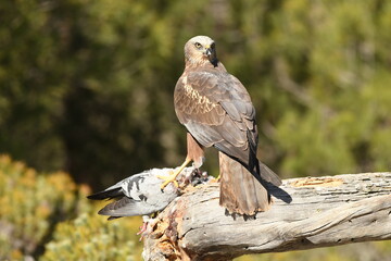 aguila lagunero con presa