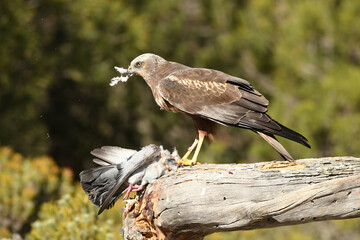 el aguila lagunero en el bosque mediterráneo