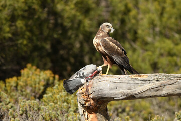 el aguila lagunero en el bosque mediterráneo