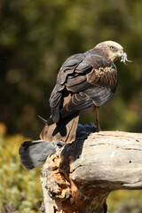 el aguila lagunero en el bosque mediterráneo