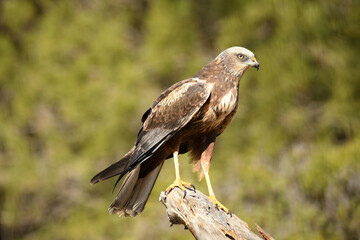 el aguila lagunero en el bosque mediterráneo