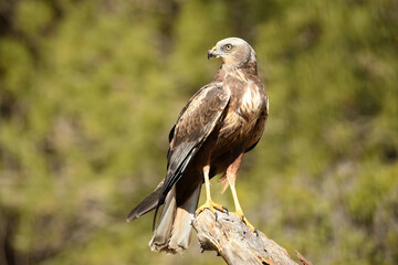 el aguila lagunero en el bosque mediterráneo
