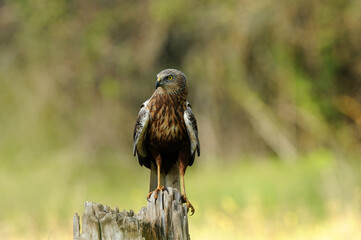 el aguila lagunero en el bosque mediterráneo