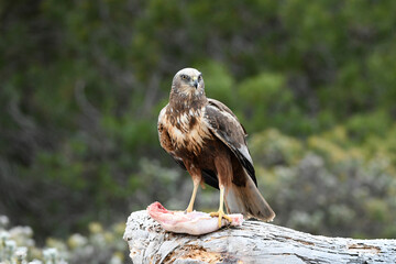 el aguila lagunero en el bosque mediterráneo
