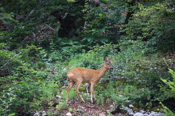 european red deer walking in the forest during dawn